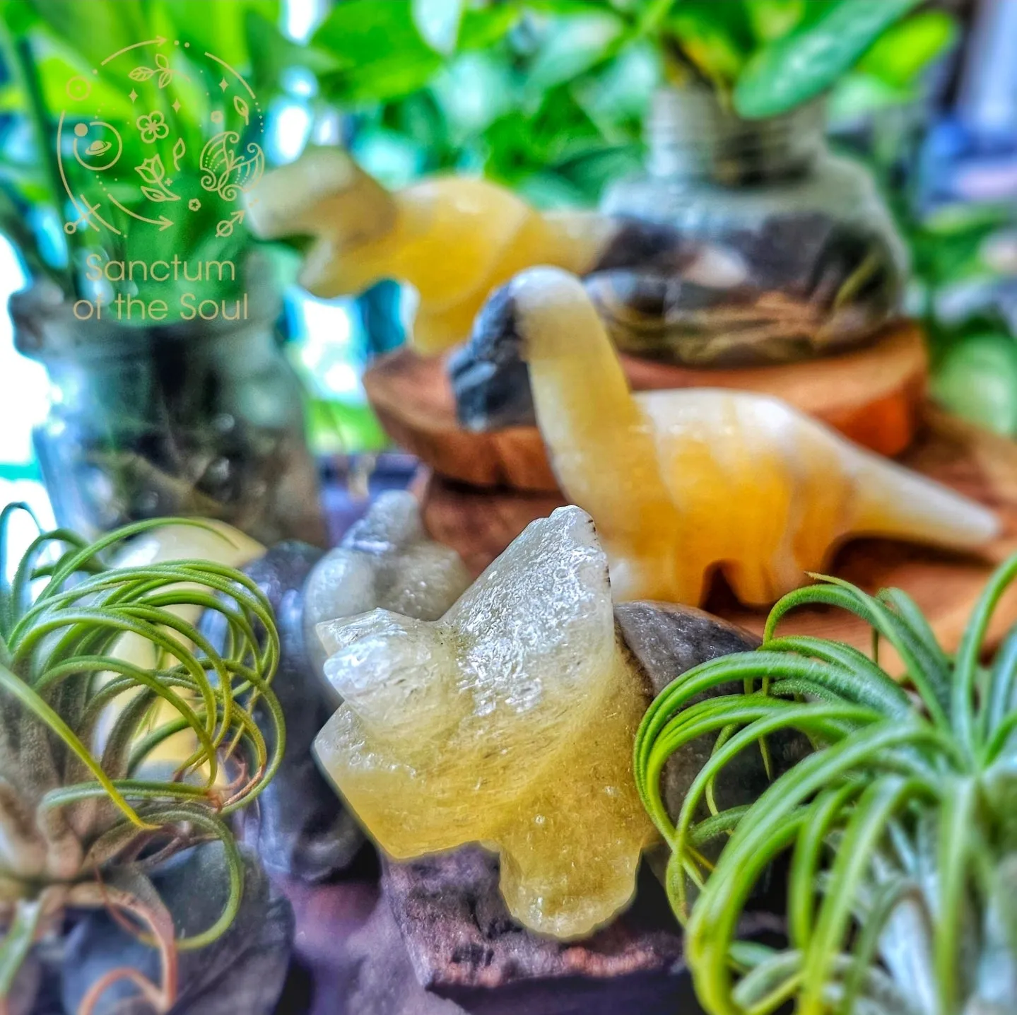 Natural History Blind Boxes