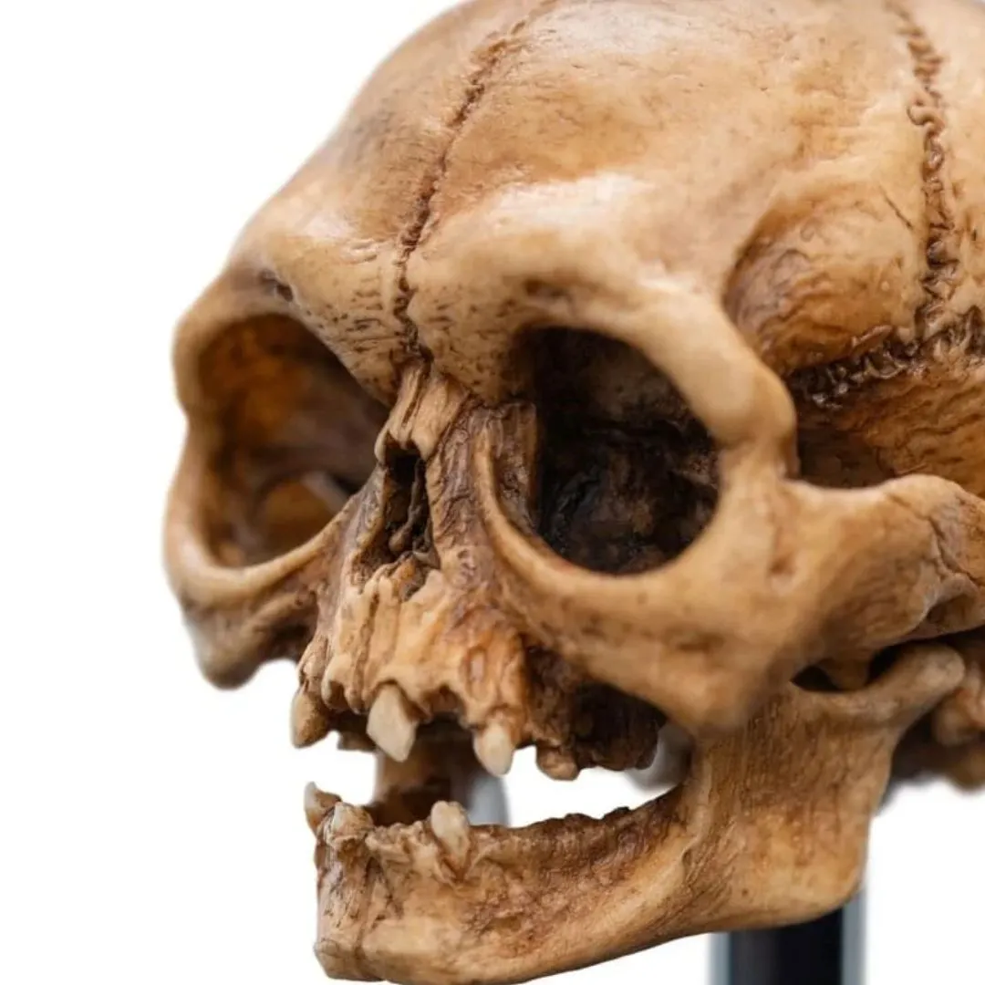The Lord Of The Rings Skull Of Gollum Polystone Statue By Weta Workshop