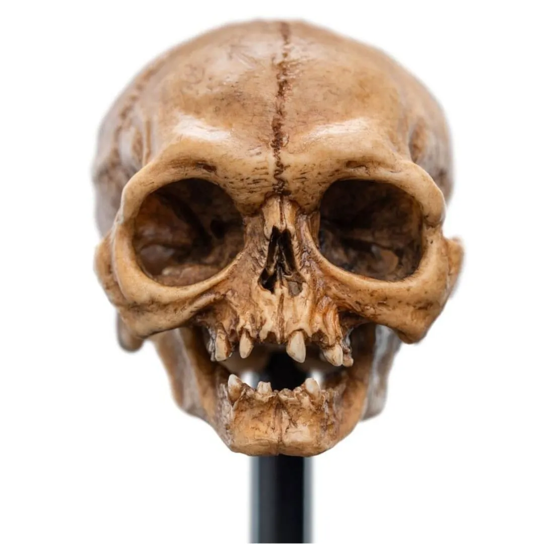 The Lord Of The Rings Skull Of Gollum Polystone Statue By Weta Workshop