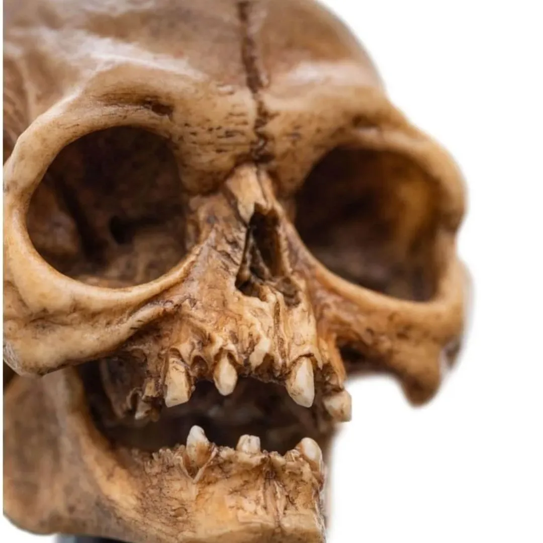 The Lord Of The Rings Skull Of Gollum Polystone Statue By Weta Workshop